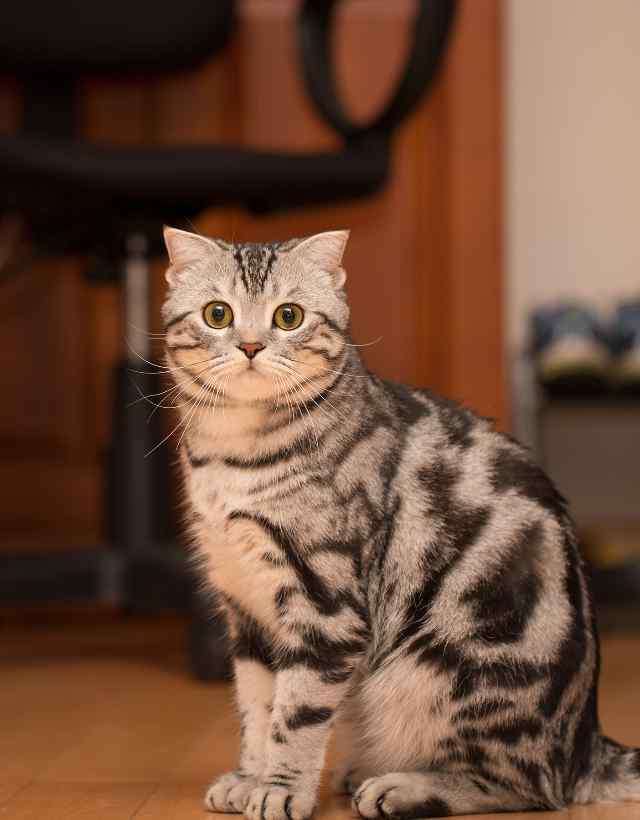 坐在家里的银灰色虎斑猫三木